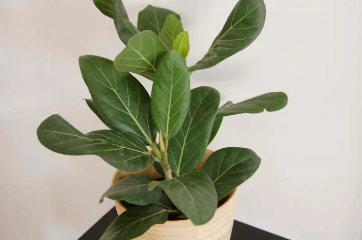 massive indoor plants
