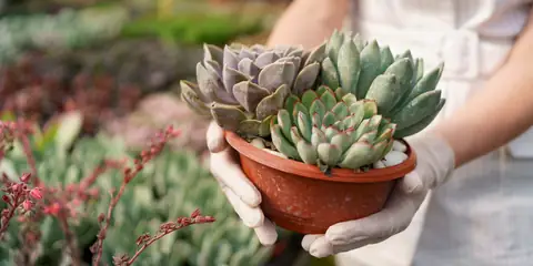 How to Grow a Low-Maintenance Succulent Garden at Home