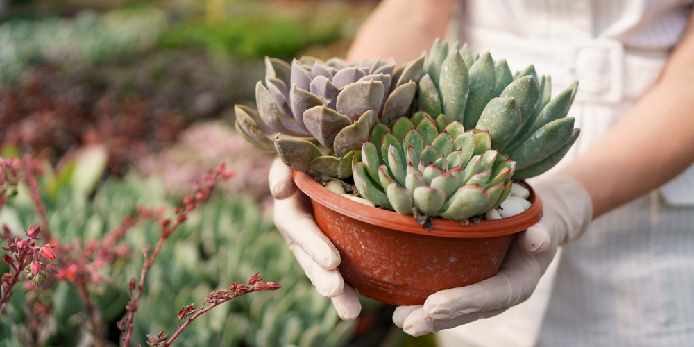 How to Grow a Low-Maintenance Succulent Garden at Home