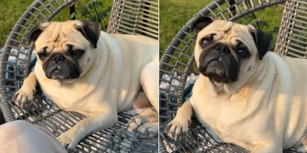 Internet Falls in Love With This Pug’s Hilarious Zoomie Crash