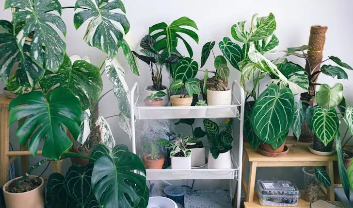 massive indoor plants