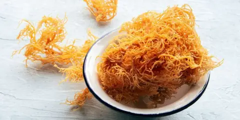 Why Sea Moss Is Becoming a Popular Wellness Superfood
