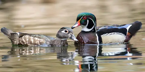Pennsylvania Migratory Bird Hunting Rules Changes for 2026–27