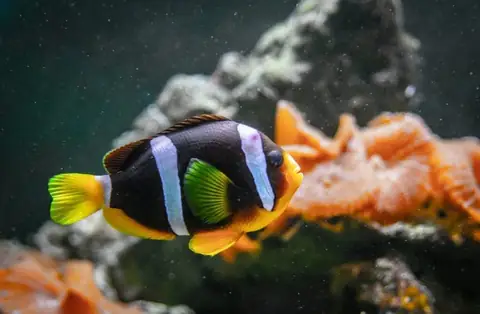 Here’s How You Can Take Care of Your Fish While You Are Away Vacationing