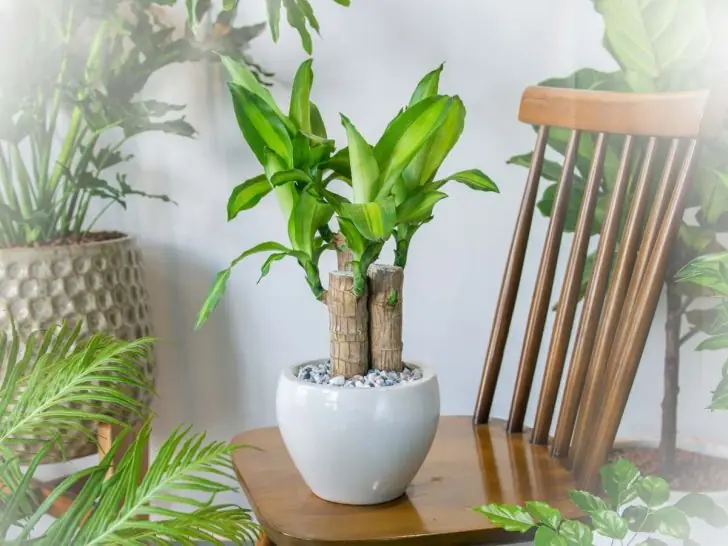 massive indoor plants