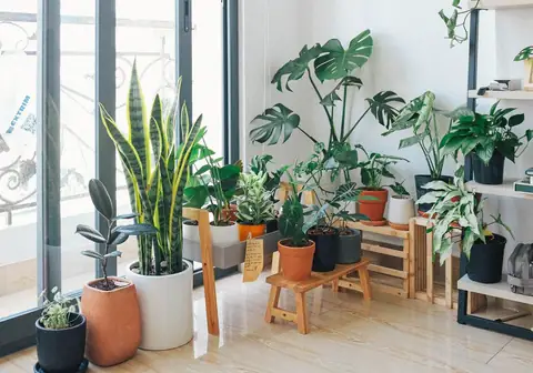 3 Amazing Benefits of Having Indoor Plants 